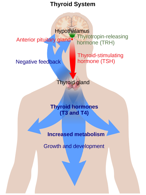 The hypothalamus secretes thyrotropin-releasing hormone, which causes the anterior pituitary gland to secrete thyroid-stimulating hormone, or T S H. Thyroid-stimulating hormone causes the thyroid gland to secrete the thyroid hormones T 3 and T 4, which increase metabolism, resulting in growth and development. In a negative feedback loop, T 3 and T 4 inhibit hormone secretion by the hypothalamus and pituitary, terminating the signal.