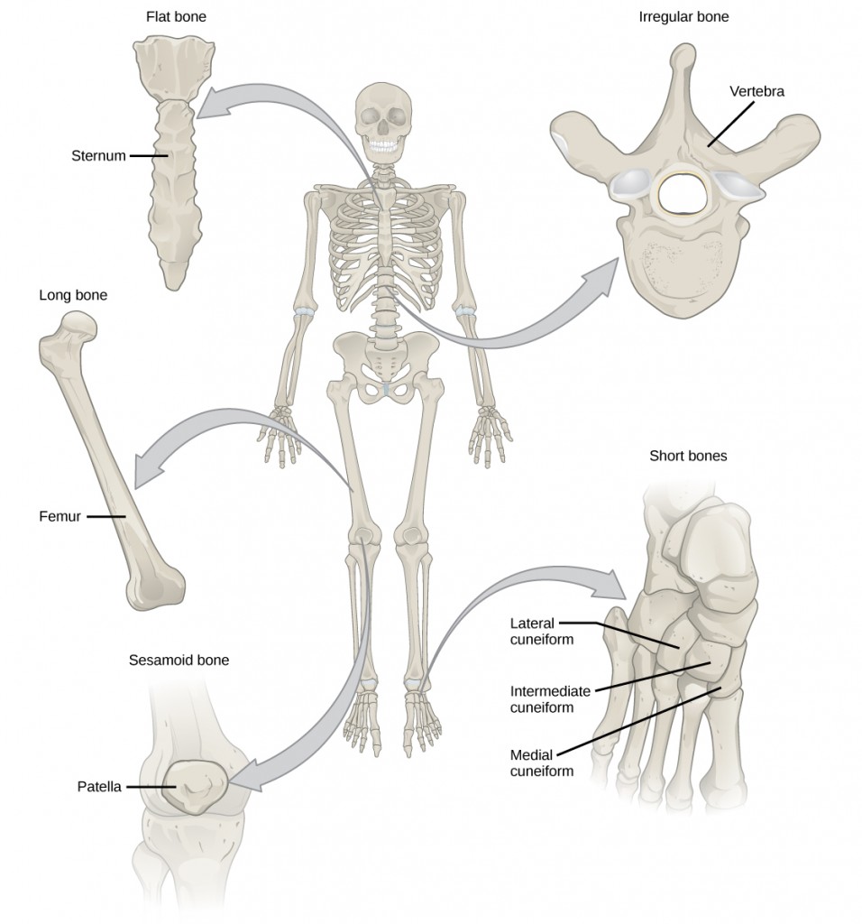 Illustration shows classification of different bone types. The sternum at the front, middle of the rib cage is a flat bone. The femur is a long bone. The patella is small and circular, and is called a sesamoid bone. The vertebrae are irregular bones, with holes in their centers and the bones of the foot are short bones, called lateral cuneiform, intermediate cuneiform, and medial cuneiform.