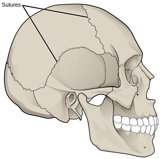 Illustration shows sutures that knit the back part of the skull together with the front and lower parts. These appear as lines, or cracks, between the bones of the skull.