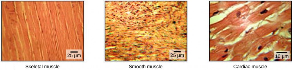 The skeletal muscle cells are long and arranged in parallel bands that give the appearance of striations. Each cell has a multiple nuclei. Smooth muscle cells have no striations and only one nuclei per cell. Cardiac muscles are striated but have only one nucleus.