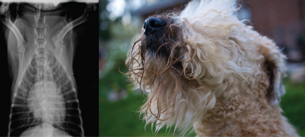 Figure 39.1. X-ray of a dogs lungs (left) and photo of a dog's nose (right).