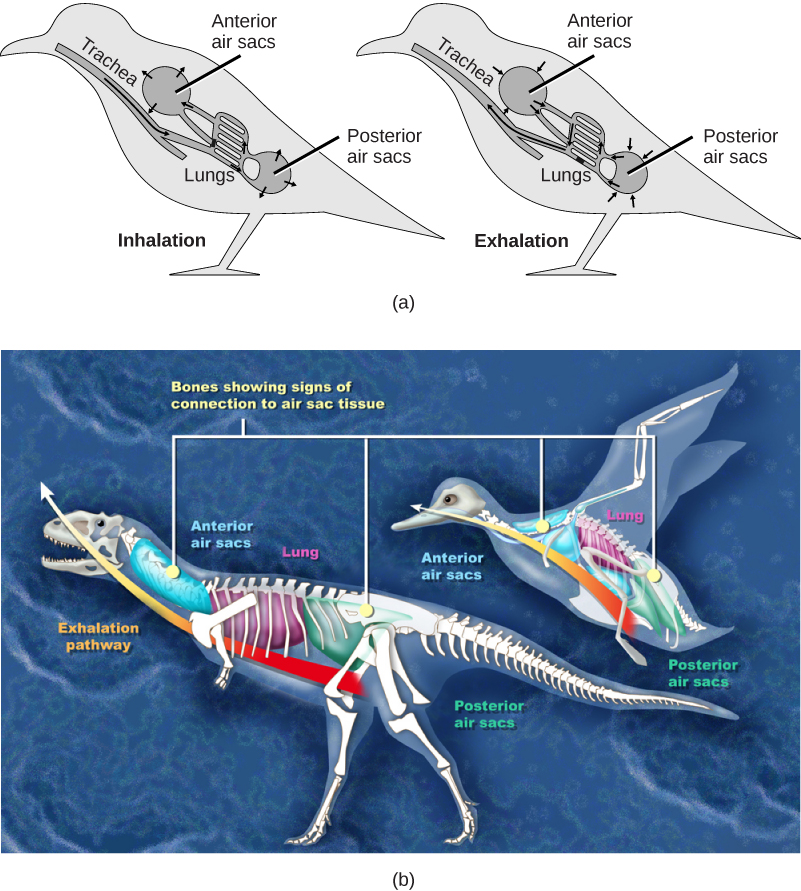 Illustration A shows the direction of airflow in both inhalation and exhalation in birds. During inhalation, air passes from the beak down the trachea to the posterior air sac located behind the lungs. From the posterior air sac, air enters the lungs, and the anterior air sac in front of the lungs. Air from both air sacs also enters hollows in bones. During exhalation air from hollows in the bones enters the air sacs, then the lungs, then the trachea, where it exits through the beaks. Illustration B compares a dinosaur and a bird. Both have anterior air sacs in front of the lungs, and posterior air sacs behind them. The air sacs connect to hollow openings in bones.