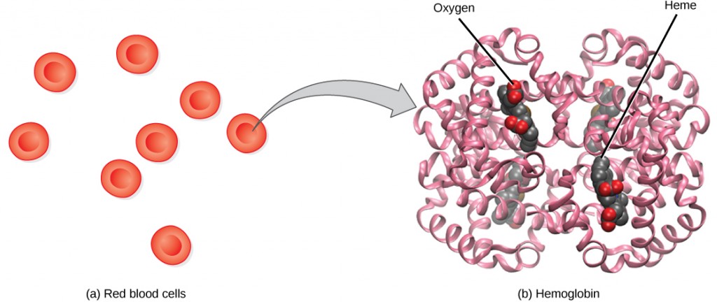 Part a shows disc-shaped red blood cells. An arrow points from a red blood cell to the hemoglobin in part b. Hemoglobin is made up of coiled helices. The left, right, bottom, and top parts of the molecule are symmetrical. Four small heme groups are associated with hemoglobin. Oxygen is bound to the heme.