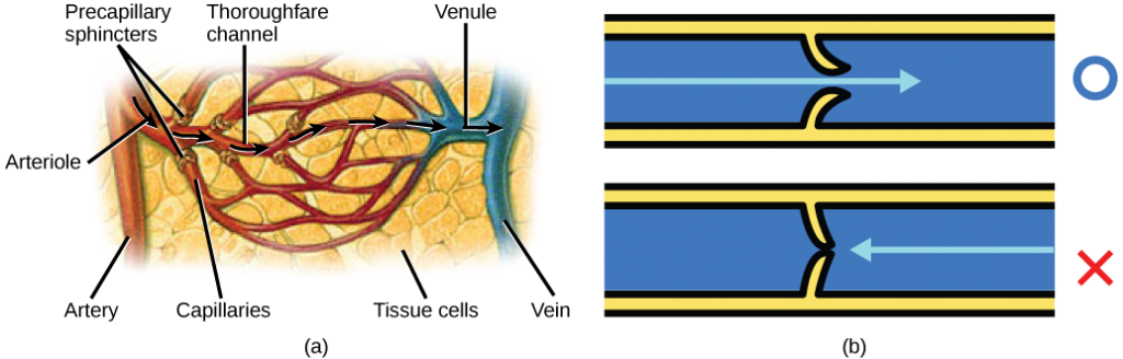 Illustration A shows an artery branching off into an arteriole, which branches into a capillary bed. The start of each capillary has a sphincter regulating flow through it. The capillaries converge into a venule, which joins a vein. Part B shows a valve in a blood vessel. The valve is slightly curved such that flow in one direction pushes it open, while flow in the other direction pushes it closed.