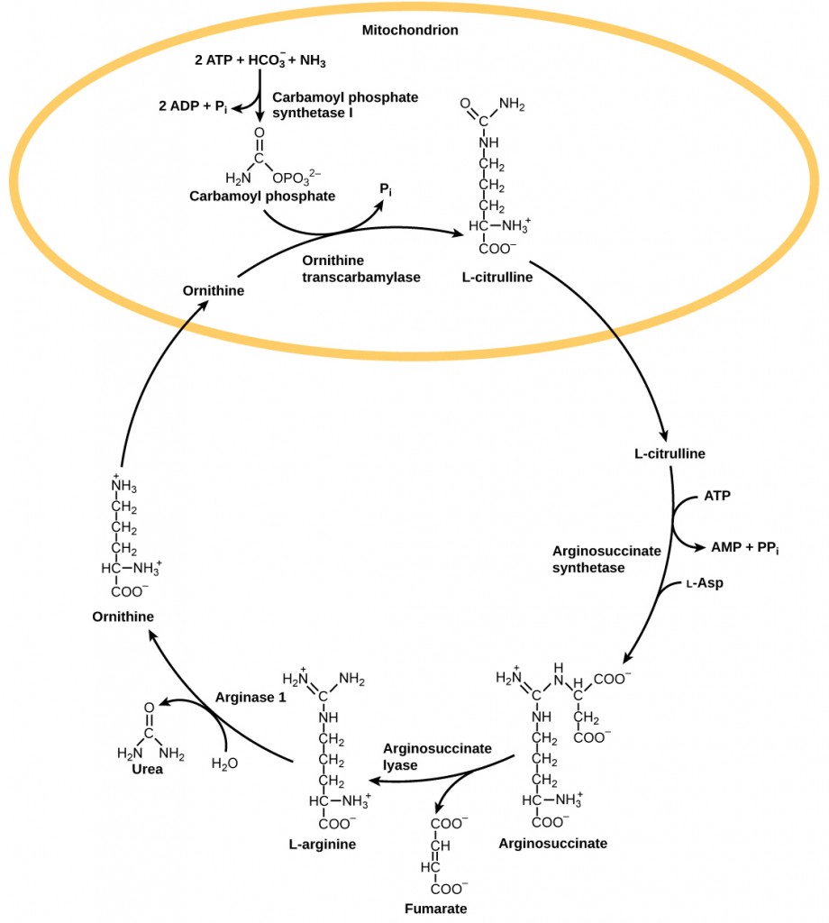 The urea cycle begins in the mitochondrion, where bicarbonate, shown as upper case H upper case C upper case O subscript 3 baseline is combined with ammonia, shown as upper case N upper case H subscript 3 baseline to make carbamoyl phosphate. Two A T P are used in the process. Ornithine transcarbamylase adds the carbamoyl phosphate to a five-carbon amino acid called ornithine to make L citrulline. L citrulline leaves the mitochondrion, and an enzyme called arginosuccinate synthetase adds a four carbon amino acid called L aspartate to it to make arginosuccinate. In the process, one A T P is converted to A M P and upper case P upper case P lower case i. Arginosuccinate lyase removes a four carbon fumarate molecule from the arginosuccinate, forming the six carbon amino acid L arginine. Arginase 1 removes a urea molecule from the L arginine, forming ornithine in the process. Urea has a single carbon double bonded to an oxygen and single bonded to two ammonia groups. Ornithine enters the mitochondrion, completing the cycle.