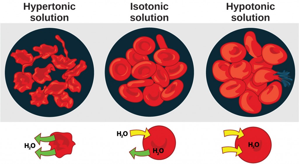 The left part of this illustration shows shriveled red blood cells bathed in a hypertonic solution. Below this, an diagram shows that upper case H subscript 2 baseline upper case O is leaving the red blood cell. The middle part shows healthy red blood cells bathed in an isotonic solution. A diagram below this shows upper H subscript 2 baseline upper O both entering and exiting the cell. And the right part shows bloated red blood cells bathed in a hypotonic solution. One of the bloated cells in the hypotonic solution bursts. A diagram below this shows upper H subscript 2 baseline upper O enterning the cell.