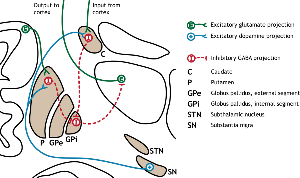 Illustration of direct pathway within the basal ganglia.