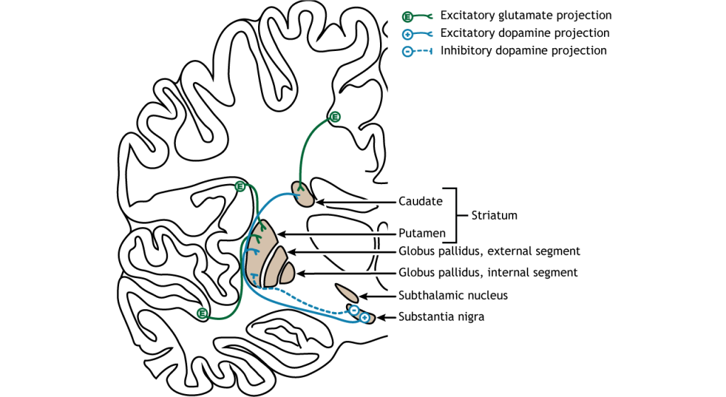 Illustration of input to the basal ganglia.