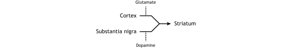 Illustration of input to the basal ganglia.