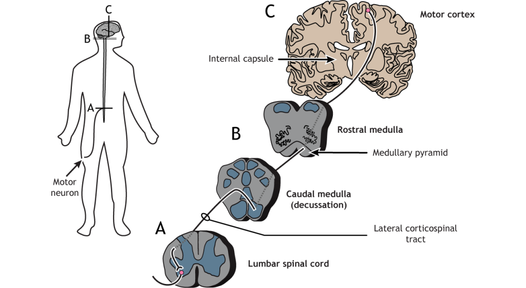 Illustration of the descending corticospinal motor tract.