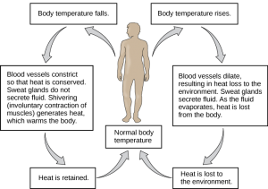 Flow chart shows how normal body temperature is maintained. If the body temperature rises, blood vessels dilate, resulting in loss of heat to the environment. Sweat glands secrete fluid. As this fluid evaporates, heat is lost from the body. As a result, the body temperature falls to normal body temperature. If body temperature falls, blood vessels constrict so that heat is conserved. Sweat glands do not secrete fluid. Shivering (involuntary contraction of muscles) releases heat which warms the body. Heat is retained, and body temperature increases to normal.