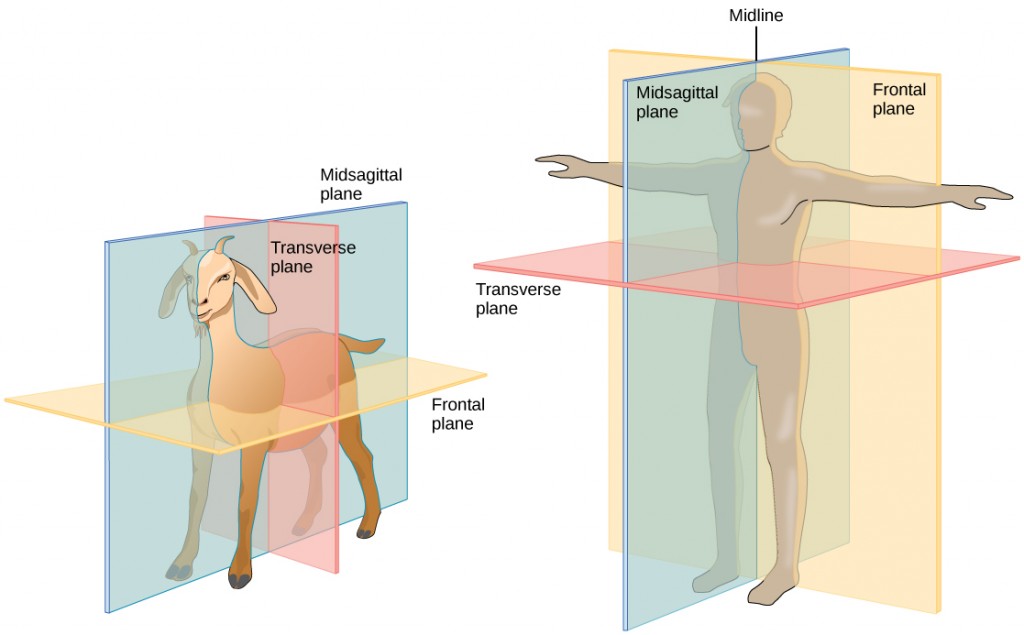 Illustration A shows the planes of a goat body. The midsagittal plane runs through the middle of the goat from front to back, separating the right and left sides. The frontal plane also runs from front to back, but separates the upper half of the body from the lower half. The transverse plane runs across the middle of the goat, and separate the front and back halves of the body. Illustration B shows the planes of a human body. The midsagittal plane runs from top to bottom and separates the right and left halves of the body. The Frontal plane also runs from top to bottom and separates the front and back halves of the body. The Transverse plane dissects the middle of the body between the chest and abdomen, separating the top of the body from the bottom. The midline is an imaginary line running through the middle of the body, from top to bottom.