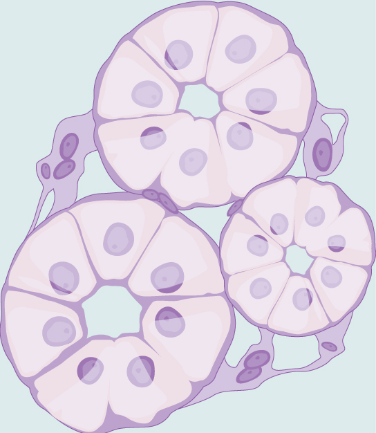 Illustration shows cells, shaped like slices of pie, arranged in a circle. The hub of the circle is empty. Three of these circles of cells cluster together