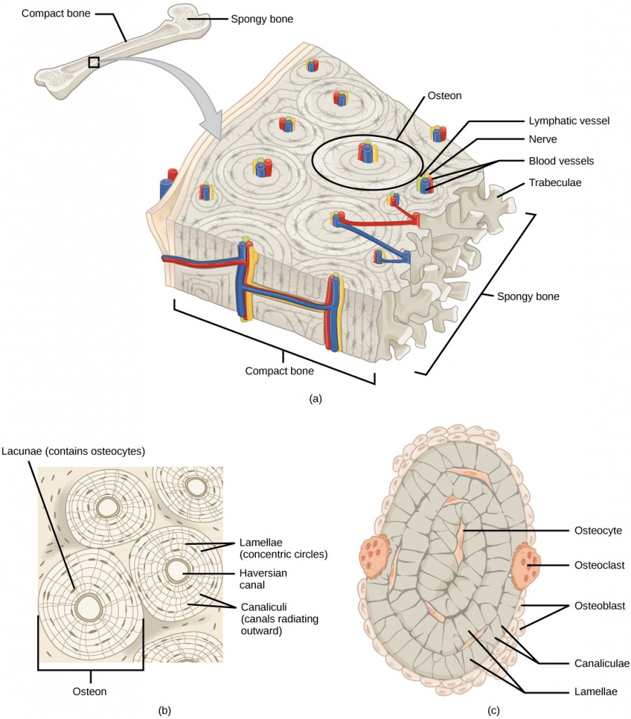 Illustration A shows a cross section of a long bone with wide protrusions at either end. The outer part is compact bone. Inside the compact bone is porous spongy bone made of web-like trabreculae. The spongy bone fills the wide part at either end of the bone. In the middle, a hollow exists inside the spongy bone. Illustration B shows several circular osteons clustered together in compact bone. At the hub of each osteon is an opening called the Haversian canal filled with blood and lymph vessels and nerves. The lamellae surrounding the Haversian canal resemble concentric circles. Lacunae are wide spaces that contain osteocytes, in the rings between the lamellae. Microchannels called canaliculi radiate through the rings out from the central Haversian canal, connecting the lacunae together. Illustration C shows small osteoclasts surrounding the outside of bone. Larger osteoclasts are also on the outer surface, forming a hollow in the bone. Osteocytes are long, thin cells in the lacunae.