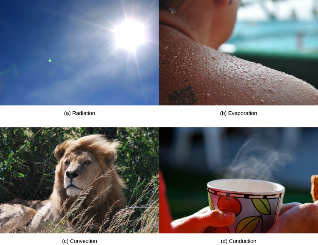 Photo A: radiation, shows the sun. Photo B: evaporation shows a sweaty person. Photo C: convection shows a lion with its mane blowing in the wind. Photo D: conduction, shows a person holding a steaming hot drink.