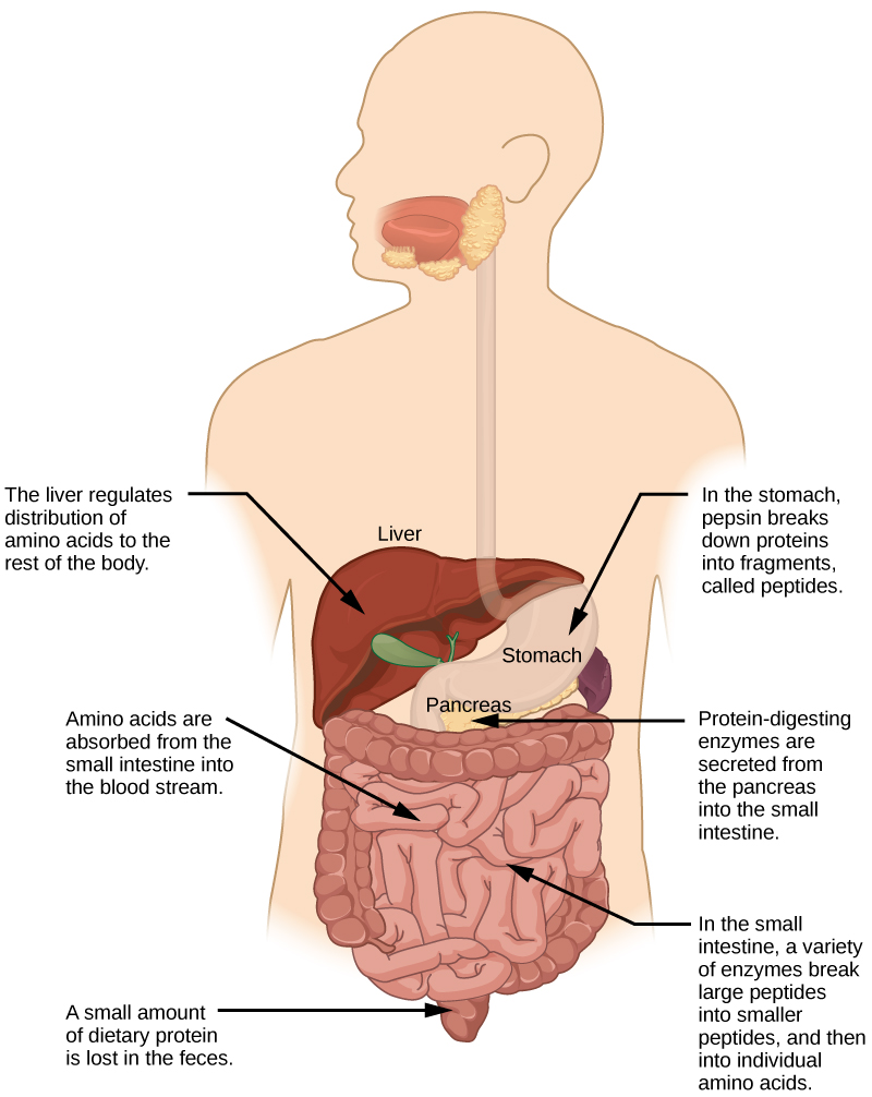 Protein digestion begins in the stomach, where pepsin breaks proteins down into fragments, called peptides. Further digestion occurs in the small intestine, where a variety of enzymes break peptides down into smaller peptides, and then into individual amino acids. Several of the protein-digesting enzymes found in the small intestine are secreted from the pancreas. Amino acids are absorbed from the small intestine into the blood stream. The liver regulates the distribution of amino acids to the rest of the body. A small amount of dietary protein is lost in the feces.