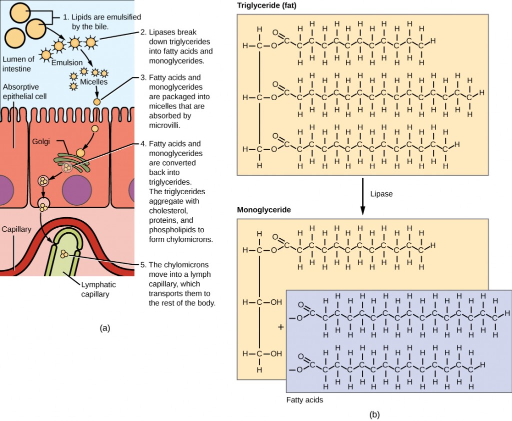 Illustration shows a row of absorptive epithelial cells that line the intestinal lumen. Hair-like microvilli project into the lumen. On the other side of the epithelial cells are capillaries and lymphatic vessels. In the intestinal lumen, lipids are emulsified by the bile. Lipases breakdown fats, also known as triglycerides, into fatty acids and monoglycerides. Fats are made up of three fatty acids attached to a 3-carbon glycerol backbone. In monoglycerides, two of the fatty acids are removed. The emulsified lipids form small, spherical particles called micelles that are absorbed by the epithelial cells. Inside the epithelial cells the fatty acids and monoglyerides are reassembled into triglycerides. The triglycerides aggregate with cholesterol, proteins, and phospholipids to form spherical chylomicrons. The chylomicrons are moved into a lymph capillary, which transports them to the rest of the body.