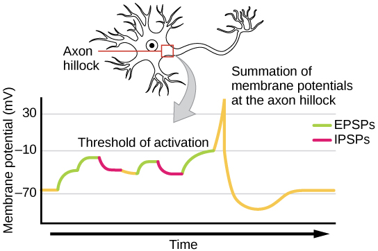 Illustration shows the location of the axon hillock, which is the area connecting the neuron body to the axon. A graph shows the summation of membrane potentials at the axon hillock, plotted as membrane potential in millivolts versus time. Initially, the membrane potential at the axon hillock is minus 70 millivolts. A series of E P S Ps and I P S Ps cause the potential to rise and fall. Eventually, the potential increases to the threshold of excitation. At this point the nerve fires, resulting in a sharp increase in membrane potential, followed by a rapid decrease. The hillock becomes hyperpolarized such that the membrane potential is lower than the resting potential. The hillock then gradually returns to the resting potential.