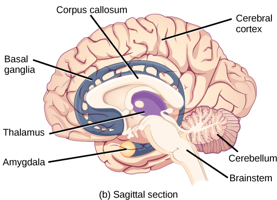 The sagittal section (side) of the human brain. The cerebral cortex makes up the front and top part of the brain, while the brainstem and cerebellum make up the lower back part. The oval thalamus sits in the cavity in the middle of the cerebral cortex. The corpus callosum wraps around the top part thalamus. The basal ganglia wraps around the corpus callosum, starting at the lower front part of the brain and continuing three-quarters of the way around so the back end almost meets the front end. The basal ganglia is separated into segments that are connected along the top and bottom. The amygdala is a spherical structure at the end of the basal ganglia.