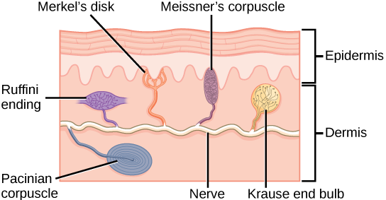 Illustration shows the location of various mechanoreceptors in a cross section of the epidermis and dermis. A nerve runs along the middle of the dermis, and all the mechanoreceptors are connected to it. Ruffini endings, Merkel’s disks, and Meissners corpuscles are all located in the upper dermis above the nerve. Ruffini endings are bulbous, horizontal mechanoreceptors located in the middle of the upper dermis. Meissners corpuscles are bulbous, vertical mechanoreceptors that touch the bottom of the epidermis. Merkels disks have finger-like projections that also touch the bottom of the epidermis. The last type of mechanoreceptor, Pacini corpuscles, are oval mechanoreceptors located in the lower dermis.