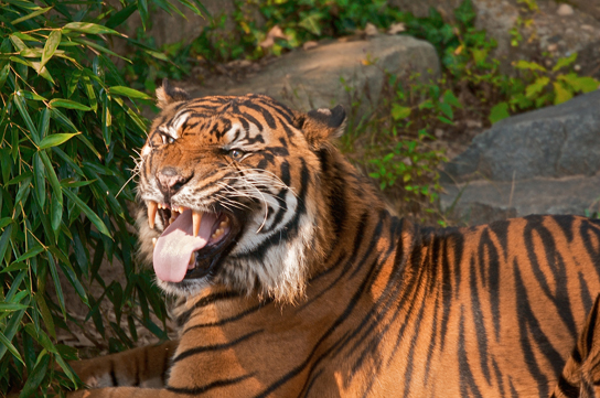 a tiger snarling.