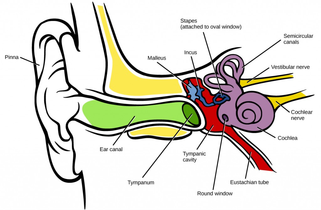 This image shows the structure of the ear with the major parts labeled. The external ear contains the auricle, ear canal, and tympanic membrane. The middle ear contains the ossicles and is connected to the pharynx by the Eustachian tube. The inner ear contains the cochlea and vestibule, which are responsible for audition and equilibrium, respectively.