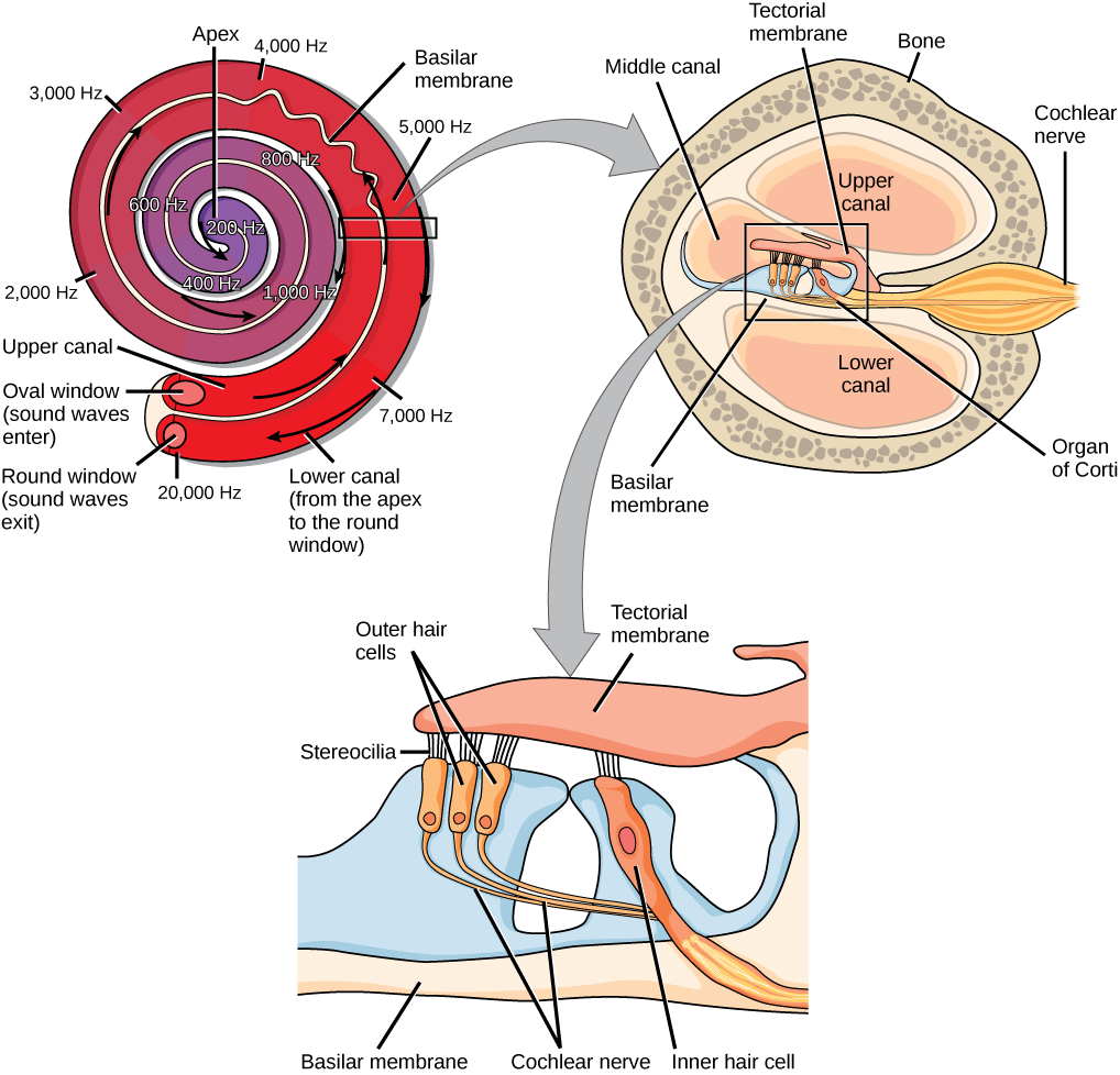 Three illustrations, the top illustration shows a cochlea, which is shaped like a snail shell with two parallel chambers, the upper chamber and the lower chamber, coiling from the outside in. These chambers are separated by a flexible membrane basilar membrane. The oval window covers the inner of these parallel chambers. Sound waves enter here, and travel to the middle, or apex, of the coil. The membrane separating the two chambers gets thinner from the outside in, such that is vibrates at different sound frequencies, about 20,000 hertz on the outside and about 200 hertz on the inside. Sound then travels back out through the lower chamber, and exits through the round window. The middle illustration shows a closer view of a cross-sectional image of the cochlea. A roughly circular shape has a roughly circular bone exterior, with the middle portion of the circle divided into four major areas. Two of these are spaces labeled “upper canal” and “lower canal.” In the middle is the organ of Corti, and extending from the middle out through the outer bone area is the cochlear nerve, which extends from the middle as a thin tube and then bulges into a larger oval shape as it extends through the bone. The bottom illustration is an enlarged image of the organ of Corti. In the view shown, the top section is a flattish pink area called the tectorial membrane. Extending beneath that membrane are three areas with hair-like connectors (stereocilia) that run from the membrane to the outer hair cells. The outer hair cells are shaped like rectangles with rounded corners. From the end of each protrudes a narrow tube: the cochlear nerve. These narrow tubes join to an inner hair cell, which looks similar to the outer hair cells but with its rectangular shape remaining a consistent width instead of narrowing into a nerve. At the bottom of the image, opposite the top tectorial membrane, is a basilar membrane.