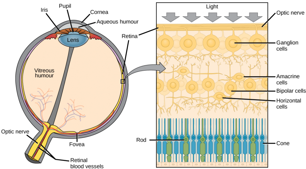 The left illustration shows a human eye, which is round and filled with vitreous humour. The optic nerve and retinal blood vessels exit the back of the eye. At the front of the eye is the lens with a pupil in the middle. The lens is covered by the iris, which in turn is covered by the cornea, which is a convex bump protruding from the eye. The aqueous humour is a gel-like substance between the cornea and iris. The retina is the lining of the inner eye. A second illustration is a blowup which shows that the optic nerve is at the surface of the retina. Beneath the optic nerve is a layer of ganglion cells, and beneath this is a layer of bipolar cells. Both ganglia and bipolar cells are nerve cells with root-like appendages. Beneath the bipolar cell layer are the rods and cones. Rods and cones are similar in structure and column-like.