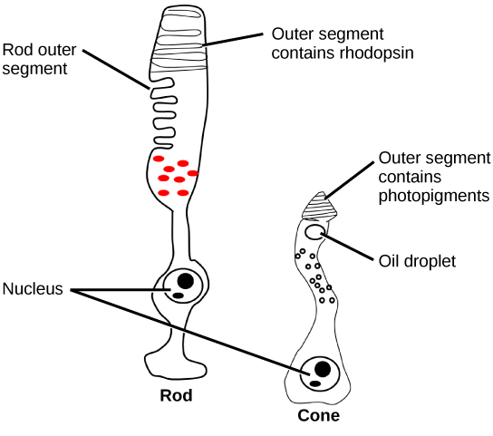 This illustration shows that rods and cones are both long, column-like cells with the nucleus located in the bottom portion. The rod is longer than the cone. The outer segment of the rod contains rhodopsin. The outer segment of the cone contains other photo-pigments. An oil droplet is located beneath the outer segment.