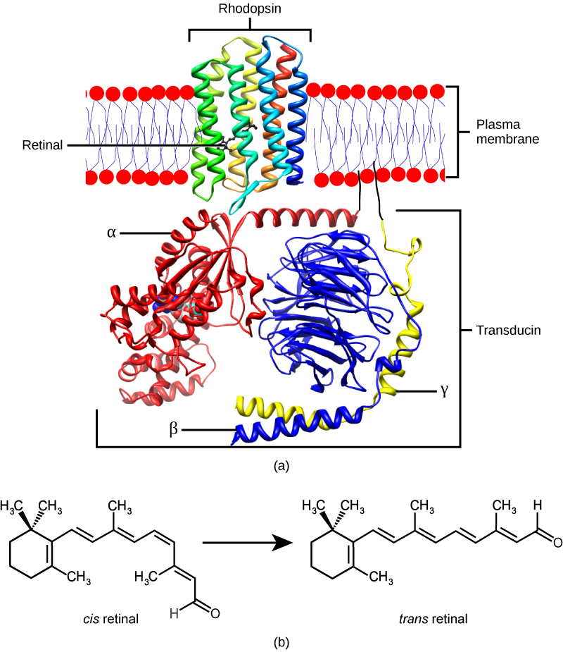 Molecular model A shows the structure of rhodopsin, a trans-membrane protein with seven helices spanning the membrane. A small organic molecule called retinal is tucked inside. B shows the molecular structure of retinal, which has a ring with a hydrocarbon chain attached. A ketone (double bonded oxygen) is at the end of the chain. In cis retinal the chain is kinked. In trans retinal the chain is straight.