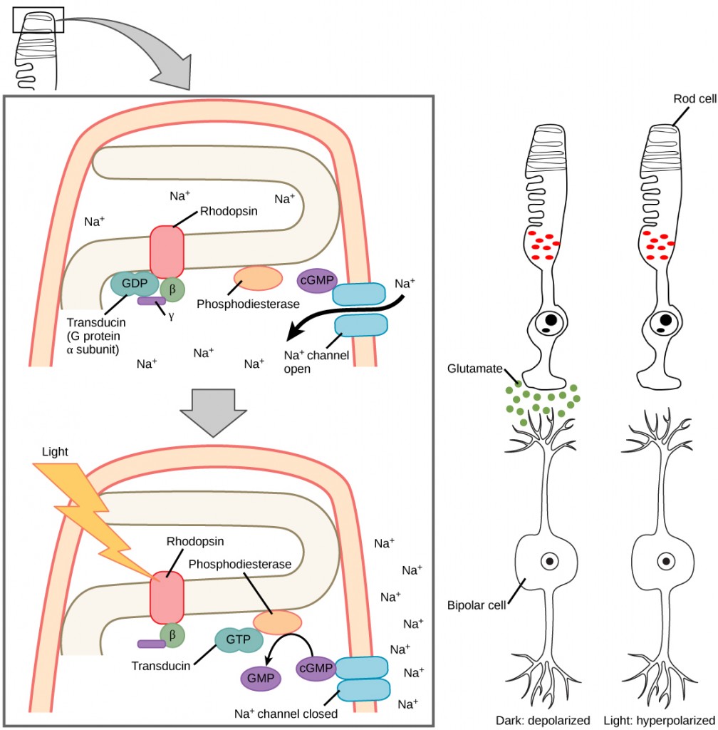 Illustration A shows the signal transduction pathway for rhodopsin, which is located in internal membranes at the top of rod cells. When light strikes rhodopsin, a G protein called transducing is activated. Transducin has three subunits, alpha, beta and gamma. Upon activation, G D P on the alpha subunit is replaced with G T P. The subunit dissociates, and binds phosphodiesterase. Phosphodiesterase, in turn, converts c G M P to G M P, which closes sodium ion channels. As a result, sodium can no longer enter the cell, and the membrane becomes hyperpolarized. Illustration b shows that the tall, thin rod cell is stacked on top of a bipolar nerve cell. In the dark the membrane is depolarized, and glutamate is released from the rod cell to the axon terminal of the bipolar cell. In the light, no glutamate is released.