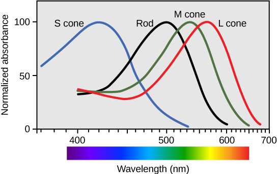 Graph plots normalized absorbance for rods and S, M and L cones against wavelength. For all four cell types, the trend is an approximately bell-shaped curve with a steeper decrease than increase. For S cones the peak absorbance is 420 nanometers. For rods the peak absorbance is 498 nanometers. For M cones the peak absorbance is 534 nanometers. For L cones the peak absorbance is 564 nanometers.