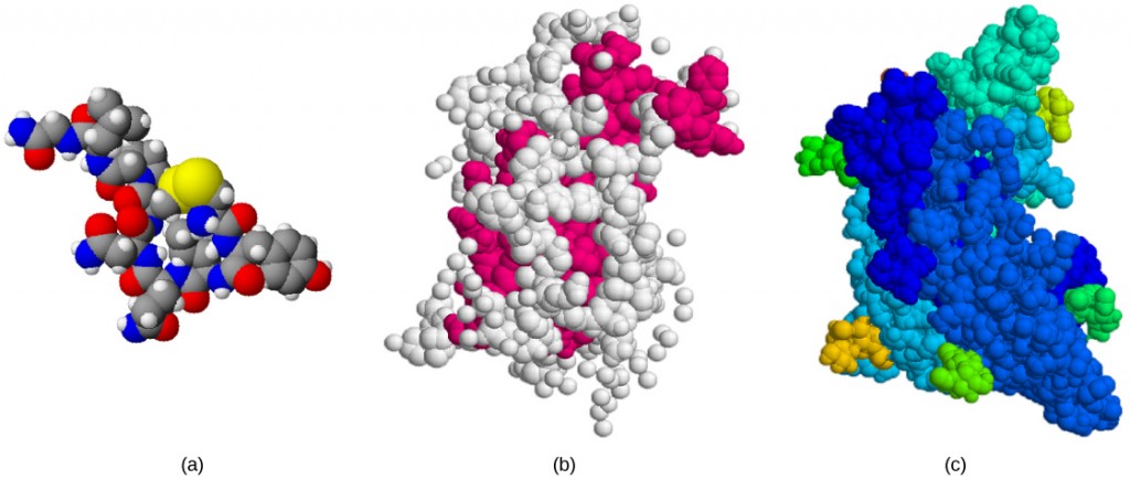 Oxytocin, growth hormone, and follicle stimulating hormone are all large, with complex three-dimensional structures.