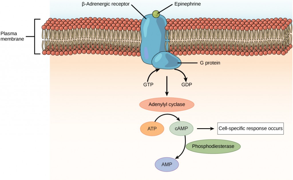 Illustration shows epinephrine bound to the extracellular surface of a beta-adrenergic receptor. A G-protein associated with the intracellular surface of the receptor is activated when the G D P associated with it is replaced with G T P. The G protein activates the enzyme adenylyl cyclase, which converts A T P to lower case c upper case A M P, triggering a cellular response.