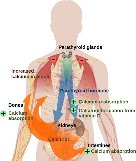 The parathyroid glands, which are located in the neck, release parathyroid hormone, or P T H. P T H causes the release of calcium from bone and triggers the reabsorption of calcium from the urine in the kidneys. P T H also triggers the formation of calcitriol from vitamin D. Calcitriol causes the intestines to absorb more calcium. The result is increased calcium in the blood.