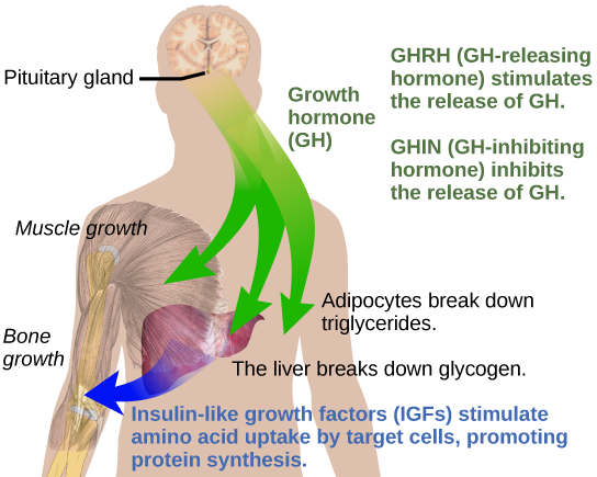 Growth hormone, or G H released from the pituitary gland stimulates bone and muscle growth. It also stimulates fat breakdown by adipocytes and glucagon breakdown by the liver. The liver releases I G Fs, which cause target cells to take up amino acids, promoting protein synthesis. G H releasing hormone stimulates the release of G H, and G H inhibiting hormone, inhibits the release of G H.