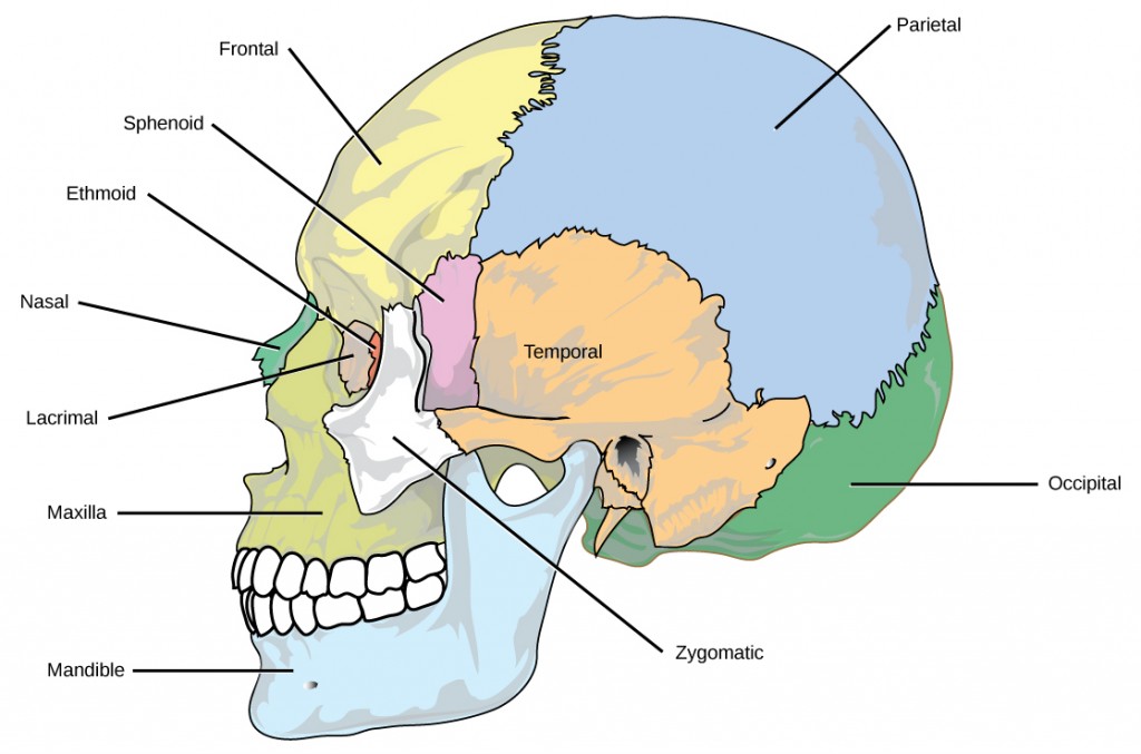 The eight cranial bones of the skull are shown. The mandible is the lower jaw bone. The maxilla is superior to the mandible, comprising the upper lip and side of the nasal region. The nasal bone is anterior. The lacrimal surrounds the eye socket. The ethmoid is anterior to the lacrimal. The frontal bone is large, and takes up the forehead region. The zygomatic is lateral to the eye socket, and the sphenoid is just behind it. The temporal bone makes up much of the side of the skull. The parietal is large, taking up much of the top and rear portions of the skull. The occipital bone makes up the lower back of the skull.