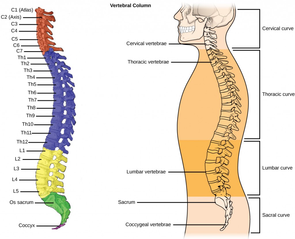 Illustration A shows all the vertebrae in a vertebral column. Illustration B shows that different sections of vertebrae curve in different directions. The cervical vertebrae in the neck curve toward the front of the body. The top cervical vertebrae is called the atlas, or c 1. The next bone down is the c 2, or axis. There are 7 cerebral vertebrae. Next are the thoracic vertebrae, which extend from the neck to the bottom of the rib cage, curve toward the back of the body. These are labeled as T h 1, which is the first thoracic vertebrae below the cervicals, to t h 12, which is the lowest of the thoracic vertebrae. Next are the lumbar vertebrae, which extend to the bottom of the back, curve toward the front again. These lumbar vertebrae are labeled L 1, which is the next vertebrae below the thoracics, thorugh L 5, which is the lowest lumbar vertebrae. The sacrum and the coccygeal vertebrae make up the sacral curve that curves toward the back. The sacrum is above the coccyx.