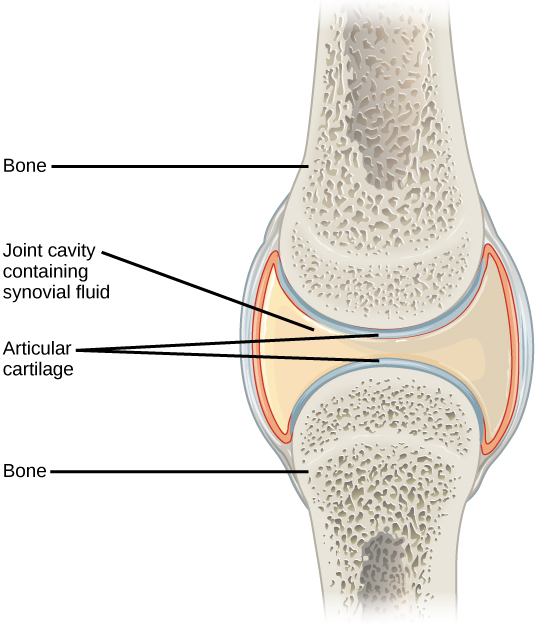 Illustration shows a synovial joint between two bones. An I beam shaped synovial cavity exists between the bones, and articular cartilage wraps around the tips of the bones. The joint cavity contains synovial fluid. Ligaments connect the two bones together.