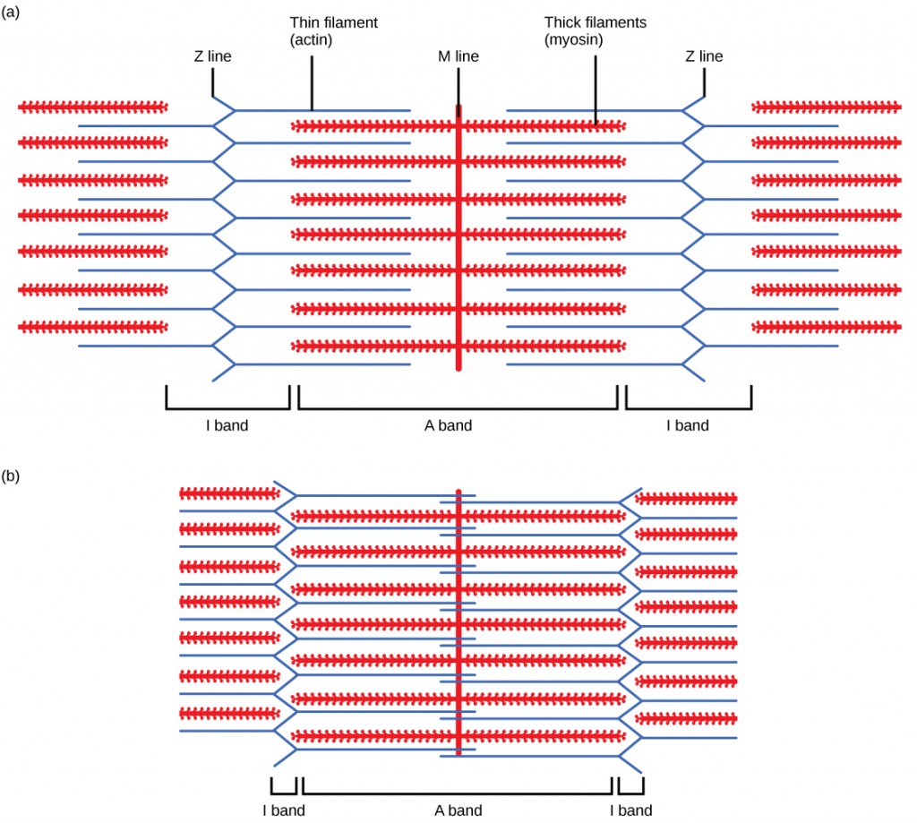 diagram of a sarcomere un-contracted (a), and contracted (b).