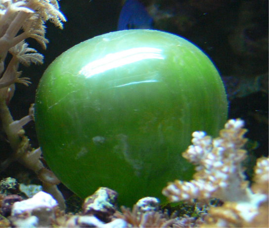 a single large green algae growing in a fish tank.