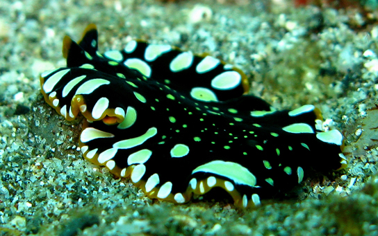 a large spotted flat form on the sea floor.