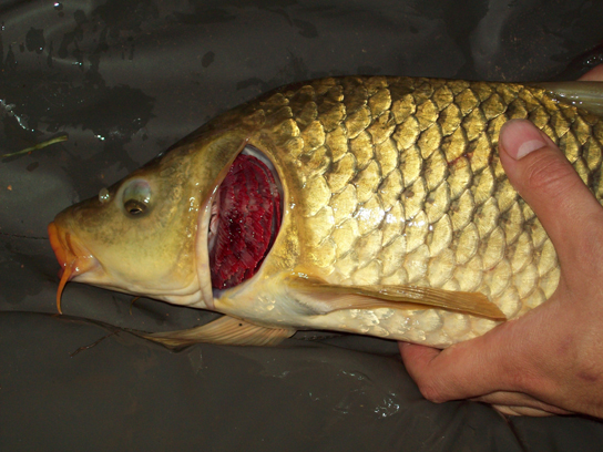 a carp with its gills exposed.