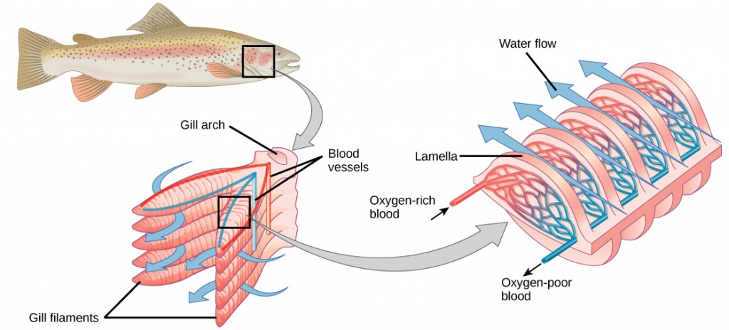 diagram of of gills showing blood vessels and gill filaments.