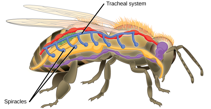 honey bee diagram showing its tracheal system which runs from end to end.