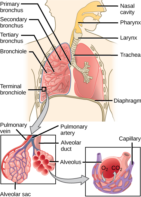 Illustration shows the flow of air through the human respiratory system. The nasal cavity is a wide cavity above and behind the nostrils, and the pharynx is the passageway behind the mouth. The nasal cavity and pharynx join and enter the trachea through the larynx. The larynx is somewhat wider than the trachea and flat. The trachea has concentric, ring-like grooves, giving it a bumpy appearance. The trachea bifurcates into two primary bronchi, which are also grooved. The primary bronchi enter the lungs, and branch into secondary bronchi. The secondary bronchi in turn branch into many tertiary bronchi. The tertiary bronchi branch into bronchioles, which branch into terminal bronchioles. Each terminal bronchiole ends in an alveolar sac. Each alveolar sac contains many alveoli clustered together, like bunches of grapes. The alveolar duct is the air passage into the alveolar sac. The alveoli are hollow, and air empties into them. Pulmonary arteries bring deoxygenated blood to the alveolar sac (and thus appear blue), and pulmonary veins return oxygenated blood (and thus appear red) to the heart. Capillaries form a web around each alveolus. The diaphragm is a membrane that pushes up against the lungs.