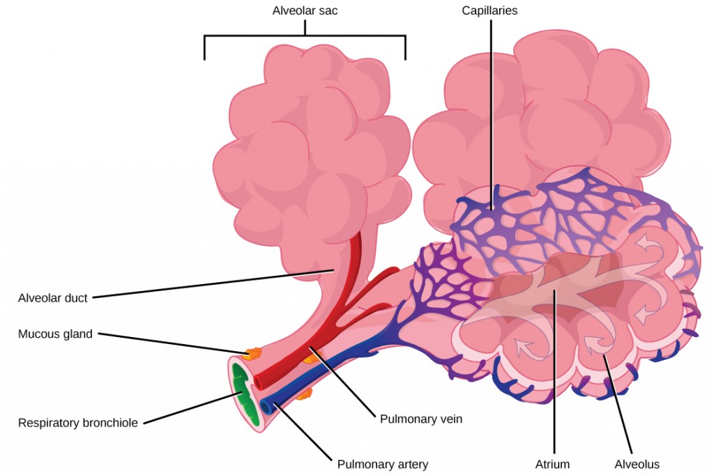 The illustration shows a terminal bronchial tube branching into three alveolar ducts. At the end of each duct is an alveolar sac made up of 20 to 30 alveoli clustered together, like grapes. The airspace in the middle of the alveolar sac, called the atrium, is continuous with the air space inside the alveolus so that air can circulate from the atrium to the alveolus. Capillaries surround each alveolus, and this is where gas exchange occurs. A pulmonary artery (shown in blue) runs along the terminal bronchiole, bringing deoxygenated blood from the heart to the alveoli. A pulmonary vein (shown in red) running along the bronchiole brings oxygenated blood back to the heart. Small, flat mucous glands are associated with the outside of the bronchial tubes.