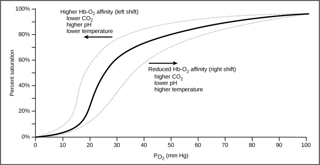 The graph plots percent oxygen saturation of hemoglobin as a function of oxygen partial pressure. Oxygen saturation increases in an S shaped curve, from 0 to 100 percent. The curve shifts to the left under conditions of low carbon dioxide, high p H, and low temperature, and to the right in conditions of high carbon dioxide, low p H, or high temperature.