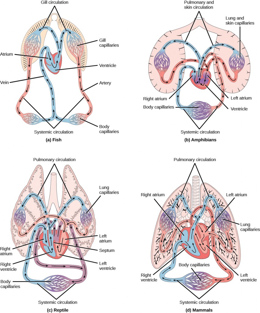 Illustration A shows the circulatory system of fish, which have a two-chambered heart with one atrium and one ventricle. Blood in systemic circulation flows from the body into the atrium, then into the ventricle. Blood exiting the heart enters gill circulation, where gases are exchanged by gill capillaries. From the gills blood re-enters systemic circulation, where gases in the body are exchanged by body capillaries. Illustration B shows the circulatory system of amphibians, which have a three-chambered heart with two atriums and one ventricle. Blood in systemic circulation enters the heart, flows into the right atrium, then into the ventricle. Blood leaving the ventricle enters pulmonary and skin circulation. Capillaries in the lung and skin exchange gases, oxygenating the blood. From the lungs and skin blood re-enters the heart through the left atrium. Blood flows into the ventricle, where it mixes with blood from systemic circulation. Blood leaves the ventricle and enters systemic circulation. Illustration C shows the circulatory system of reptiles, which have a four-chambered heart. The right and left ventricle are separated by a septum, but there is no septum separating the right and left atrium, so there is some mixing of blood between these two chambers. Blood from systemic circulation enters the right atrium, then flows from the right ventricle and enters pulmonary circulation, where blood is oxygenated in the lungs. From the lungs blood travels back into the heart through the left atrium. Because the left and right atrium are not separated, some mixing of oxygenated and deoxygenated blood occurs. Blood is pumped into the left ventricle, then into the body. Illustration D shows the circulatory system of mammals, which have a four-chambered heart. Circulation is similar to that of reptiles, but the four chambers are completely separate from one another, which improves efficiency.