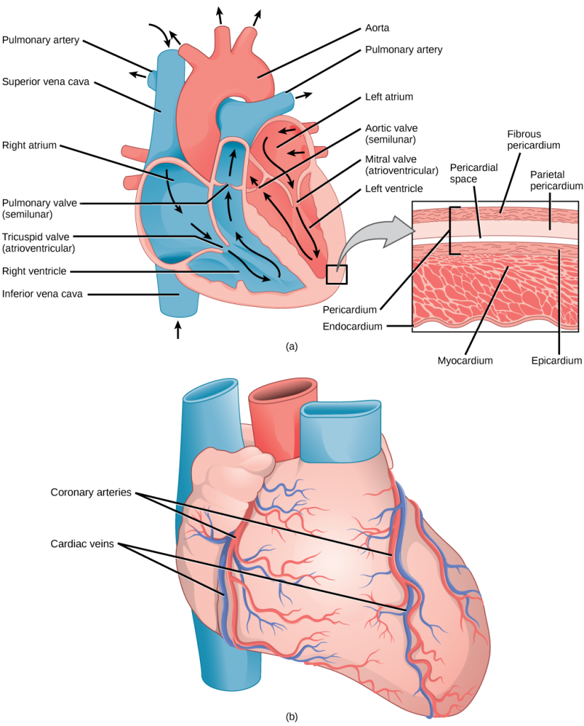 Illustration A shows the parts of the heart. Blood enters the right atrium through an upper, superior vena cava and a lower, inferior vena cava. From the right atrium, blood flows through the funnel-shaped tricuspid valve into the right ventricle. Blood then travels up and through the pulmonary valve into the pulmonary artery. Blood re-enters the heart through the pulmonary veins, and travels down from the left atrium, through the mitral valve, into the right ventricle. Blood then travels up through the aortic valve, into the aorta. The tricuspid and mitral valves are atrioventricular and funnel-shaped. The pulmonary and aortic valves are semilunar and slightly curved. An inset shows a cross section of the heart. The myocardium is the thick muscle layer. The inside of the heart is protected by the endocardium, and the outside is protected by the pericardium. Illustration B shows the outside of the heart. Coronary arteries and coronary veins run from the top down along the right and left sides.